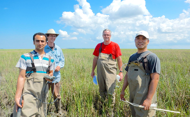 Research Update: Gauging Carbon Levels in Salt Marshes￼