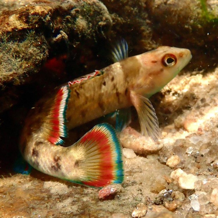 A brownish fish with red and blue striped fins curls up next to a rock. This is an Etowah Darter